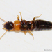 Yellownecked Dry-wood Termite - Photo (c) Valter Jacinto, all rights reserved