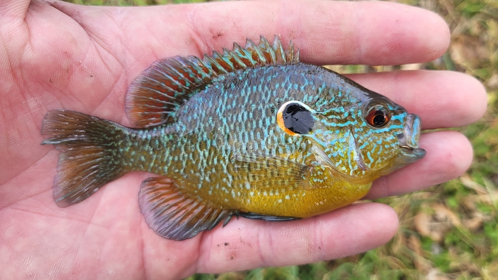 Northern Sunfish from St Mary's, ON N4X, Canada on June 16, 2023 at 10: ...