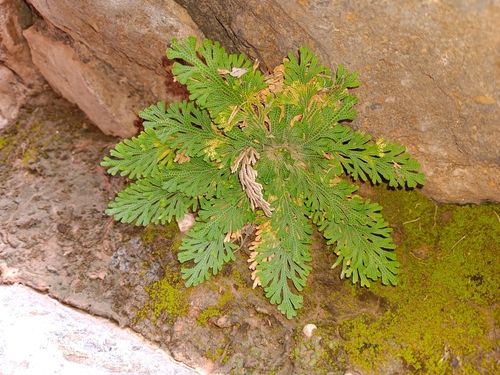 resurrection plant
