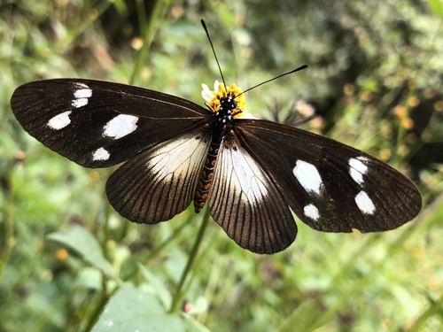 Lycoa Acraea