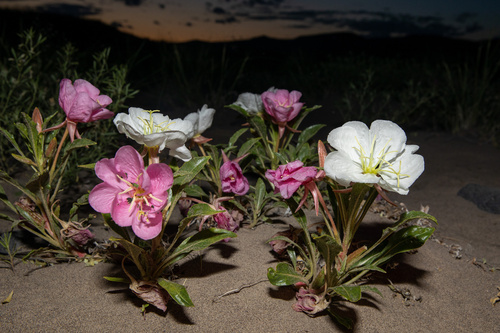 St. Anthony Dunes Evening Primrose (Oenothera psammophila)