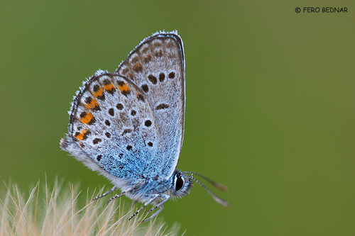 Plebejus argus