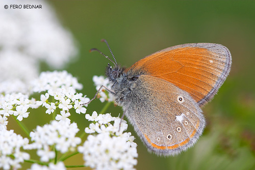 Coenonympha glycerion
