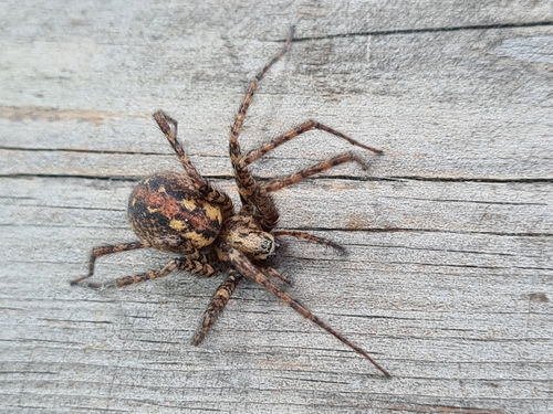 Charcoal Spider