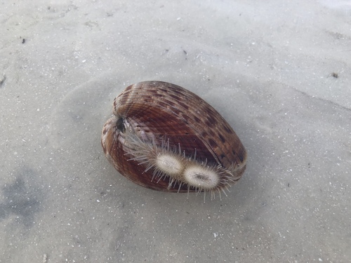 Giant Atlantic Cockle
