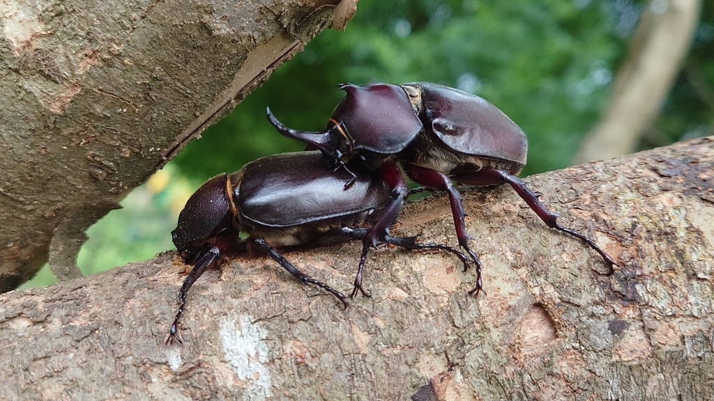 Japanese Rhinoceros Beetle (Trypoxylus dichotomus