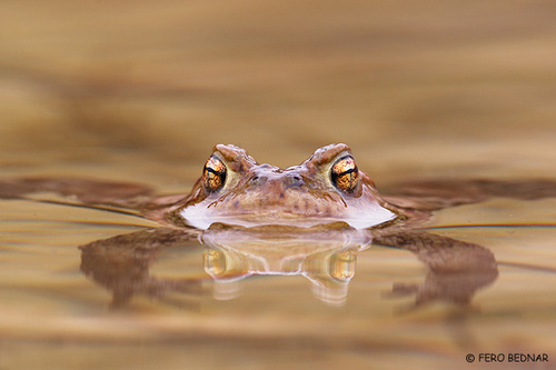 Bufo bufo