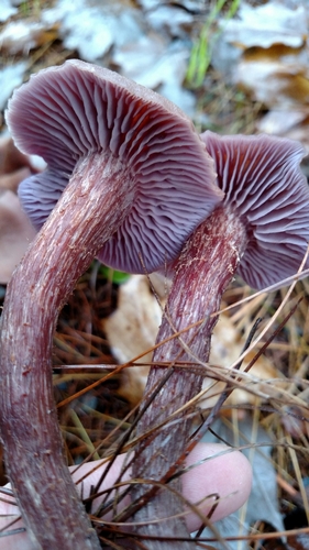 Western Amethyst Laccaria