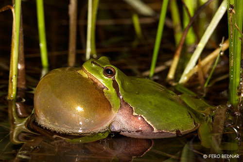 European Tree Frog