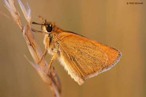 Thymelicus lineola