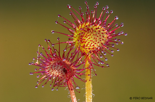 Drosera rotundifolia