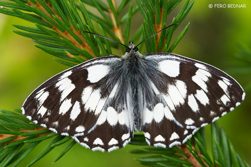 Melanargia galathea