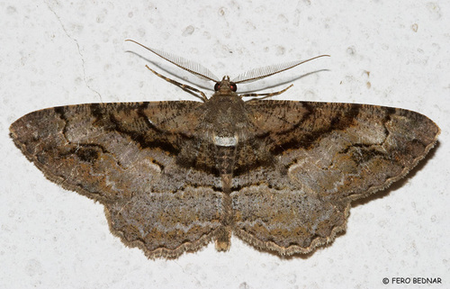 Alcis deversata