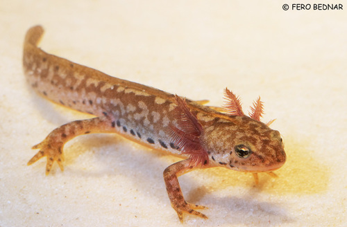 Mesotriton alpestris