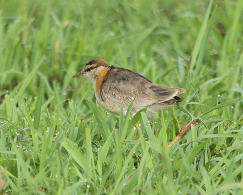 Lesser Jacana