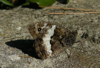 Woodland Grayling