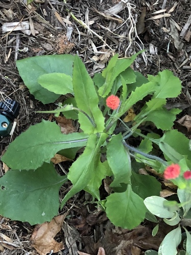 Red Tasselflower