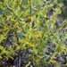 Phoradendron brachystachyum - Photo 由 Bill Levine 所上傳的 (c) Bill Levine，保留所有權利