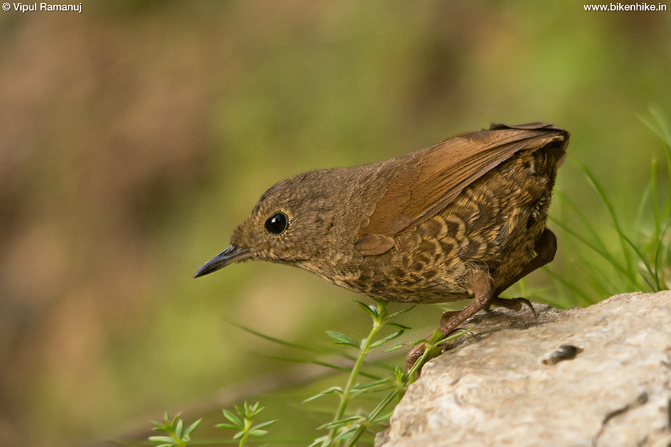 Immaculate Cupwing photo