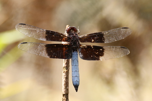 Thermorthemis madagascariensis (Rambur, 1842)