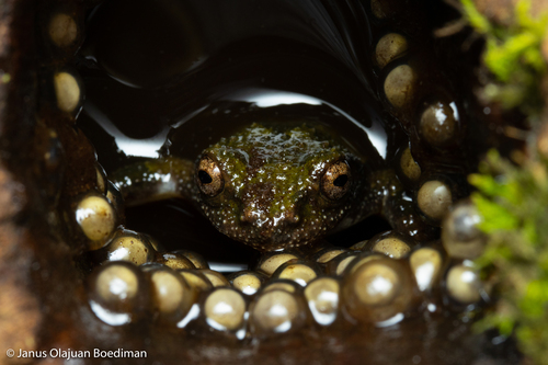 Eiffinger's Tree Frog