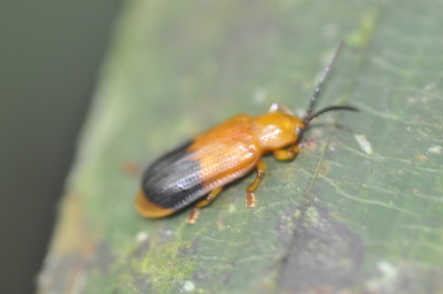 Pistosia testacea (Fabricius, 1801)