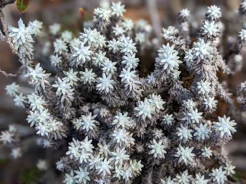 Chionolaena lavandulifolia image