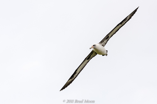 Laysan Albatross