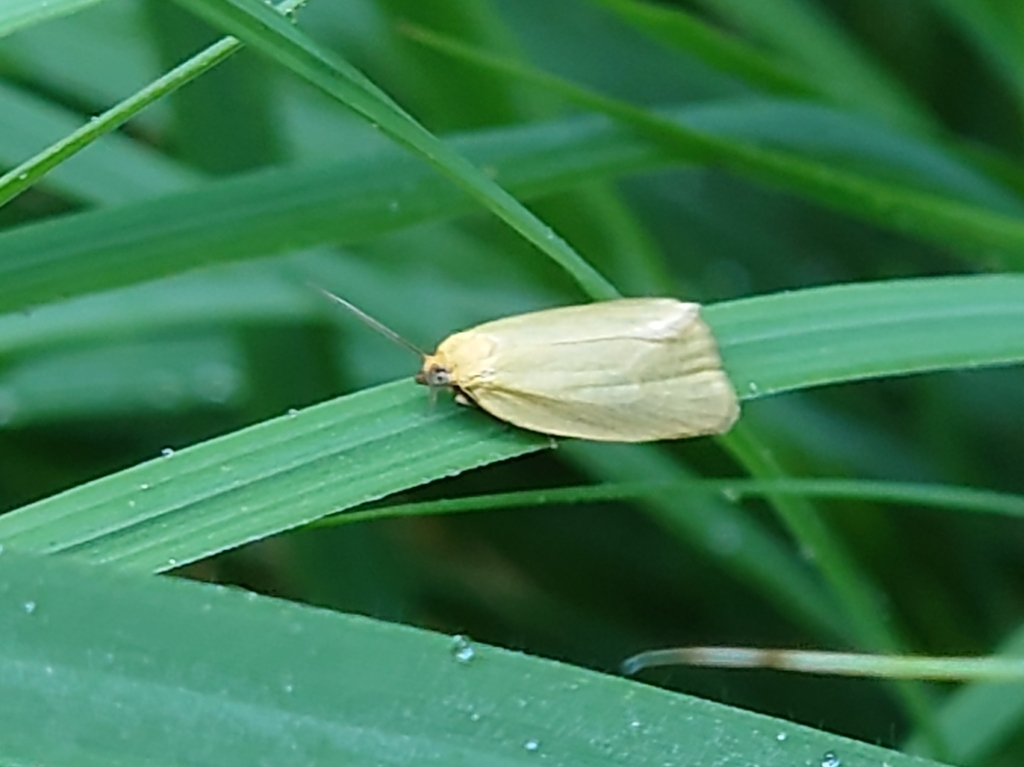 Archipini from 83458 Schneizlreuth, Deutschland on June 17, 2023 at 08: ...
