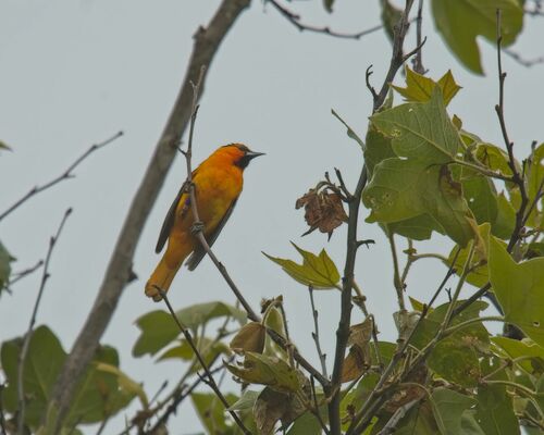 iNaturalist observation photo of Bullock's Oriole