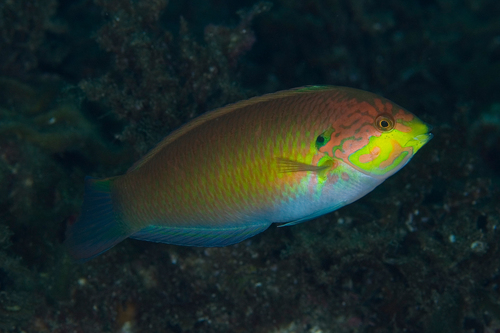 Japanese Leopard Wrasse (Macropharyngodon moyeri) · iNaturalist