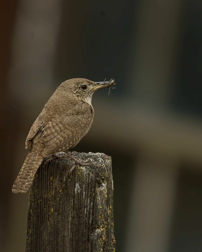 iNaturalist observation photo of Northern House Wren