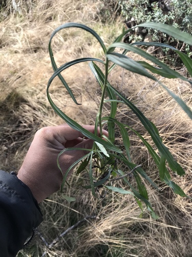 Desert Willow - 'Bubba' seedling