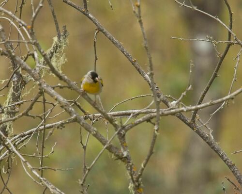 iNaturalist observation photo of Lawrence's Goldfinch
