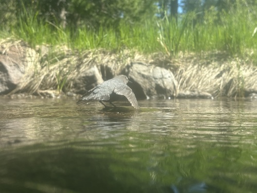 iNaturalist observation photo of American Dipper