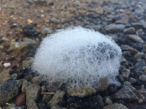 iNaturalist observation photo of Pin Molds
