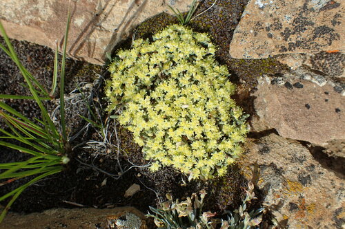 Eriogonum acaule