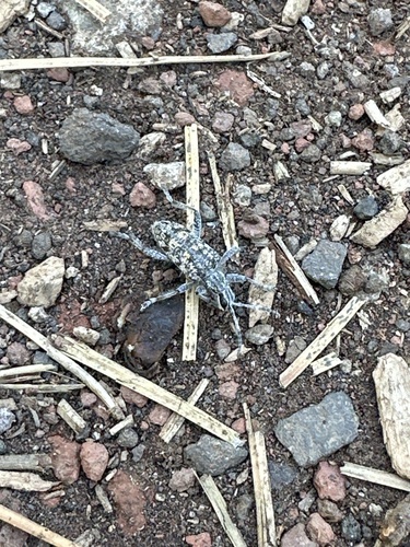 iNaturalist observation photo of Ribbed Pine Borer