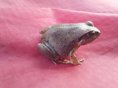 Common Squeaker