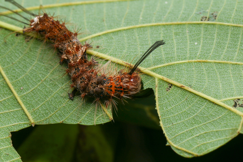 Pink Lymantria Moth
