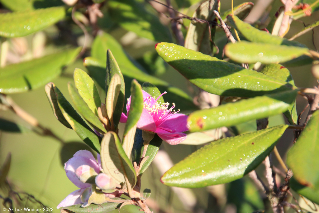 Rose Myrtle from Jonathan Dickinson State Park, FL, USA on May 21, 2023 at 0756 AM by Arthur