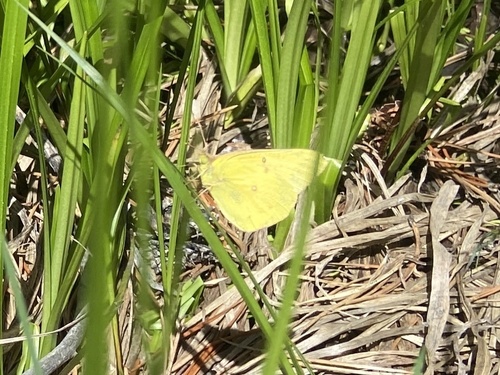 iNaturalist observation photo of Orange Sulphur