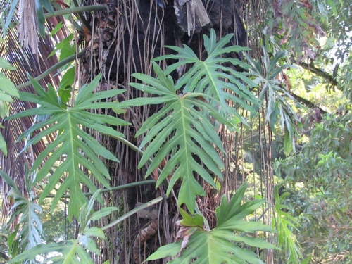 Split Leaf Climber