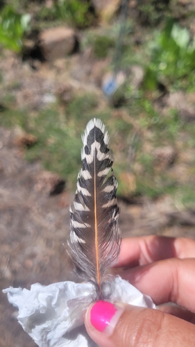 iNaturalist observation photo of Northern Flicker