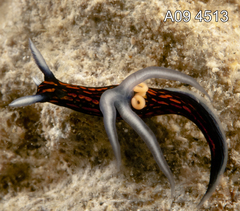 Roboastra gracilis image