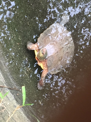 Painted Wood Turtle