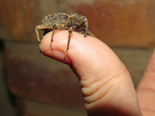 Sipalinus aloysiisabaudiae