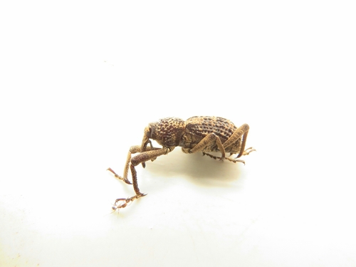 Sipalinus aloysiisabaudiae