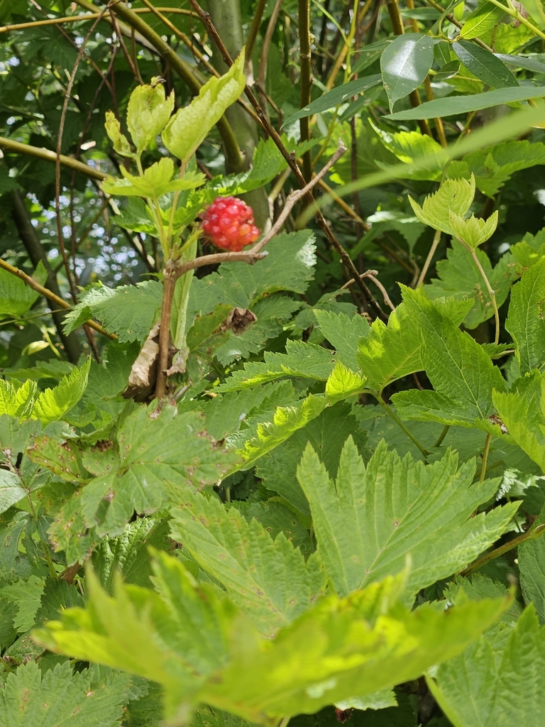 raspberries from DuPont, WA 98327, USA on June 17, 2023 at 03:11 PM by ...
