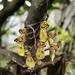 Leochilus - Photo (c) taxonomo, all rights reserved